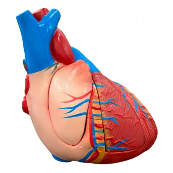 Anatomia Do Coracao Ampliado Em 5 Partes Anatomic Tgd 0322 A 939 1