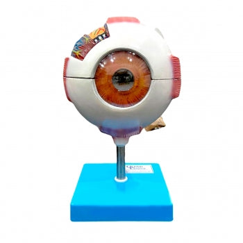 Anatomia Do Olho Em 8 Partes 951 1