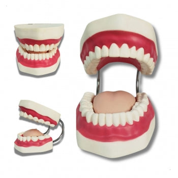 Arcada Dentaria Com Lingua E Escova Anatomic Tzj 0312 B 1722 1