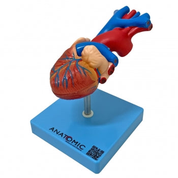Coracao Em Tamanho Natural 2 Partes Anatomic Tgd 0322 943 2