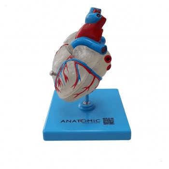 Coracao Transparente Com 2 Partes Anatomic Tgd 0322 T 1846 1