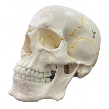 Cranio Em 2 Partes Anatomic Tgd 0102 947 1