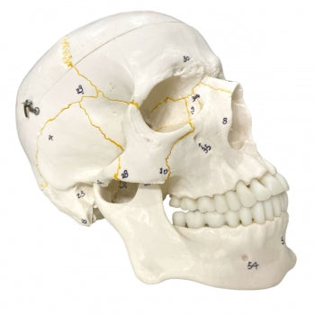 Cranio Numerado Em 2 Partes Anatomic Tgd 0102 N 1239 1