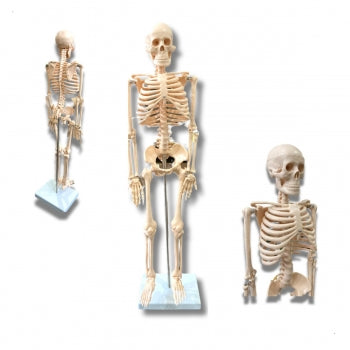 Esqueleto Anatomico De 85 Cm 1207 1