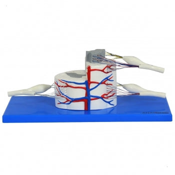 Medula Espinhal Ampliada Anatomic Tgd 0330 E 1724 1