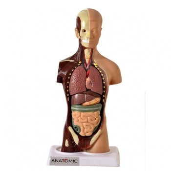 Torso Anatomico De 28 Cm Assexuado 15 Partes Anatomic Tgd 0209 937 1