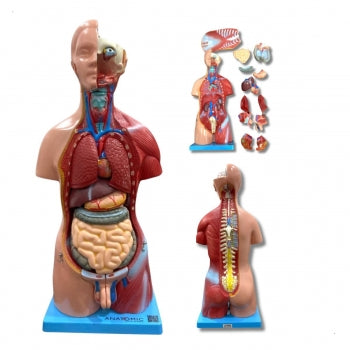 Torso De 45 Cm Bissexual Assexuado Com Coluna Exposta Em 25 Partes Anatomic Tgd 0206 F 1185 1