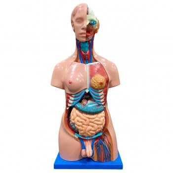 Torso De 85 Cm Bissexual Com Coluna Exposta Em 25 Partes Anatomic Tgd 0202 °C 941 1