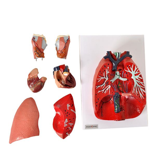 Sistema Respiratorio E Cardiovascular Em 7 Partes 99 2